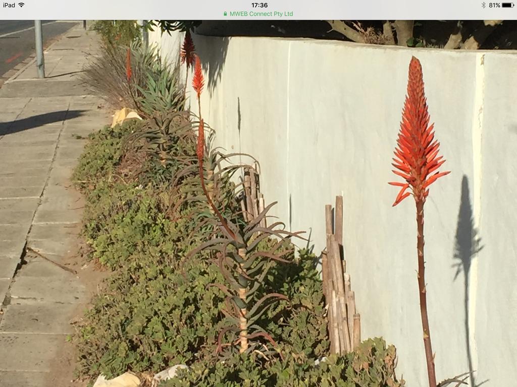 77 On 7Th Street Apartment Hermanus Luaran gambar